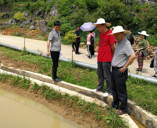 圖為蘇立（右二）、李建設(shè)（右一）在察看稻田養(yǎng)魚產(chǎn)業(yè).jpg